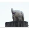 View the image: Corella
Olympus E-30