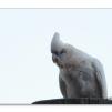 View the image: Corella
Olympus E-30