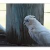 View the image: Corella
Olympus E-30