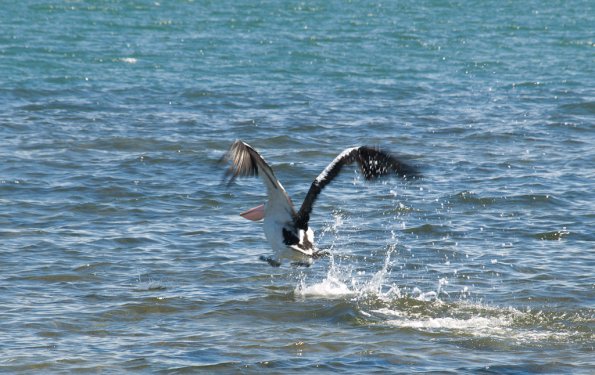 Pelican
