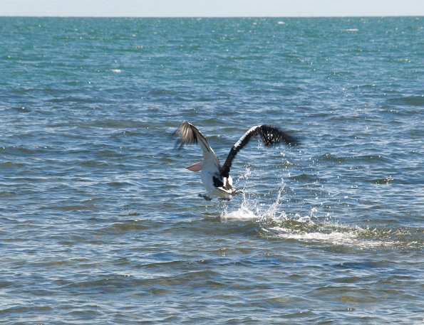 Pelican