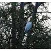 View the image: Sulphur Crested cockatoos