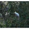 View the image: Sulphur Crested cockatoos