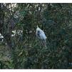 View the image: Sulphur Crested cockatoos
