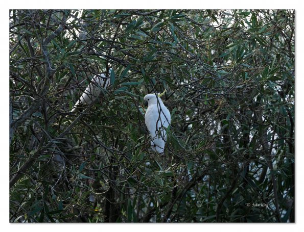 Sulphur Crested cockatoos
