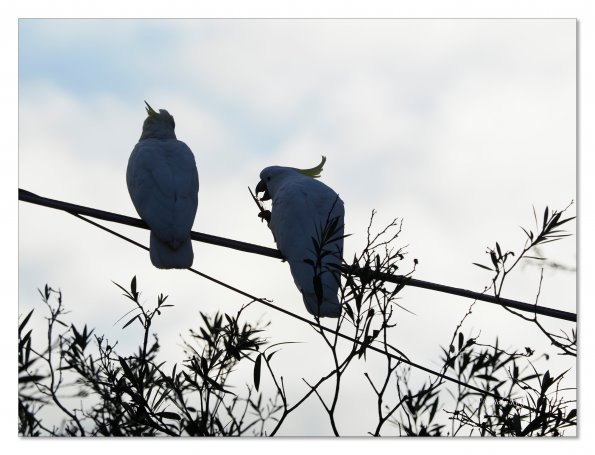 Sulphur Crested cockatoos