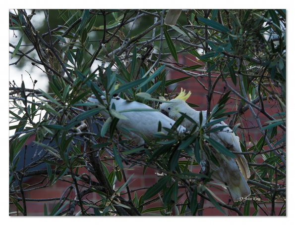 Sulphur Crested cockatoos