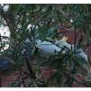 View the image: Sulphur Crested cockatoos