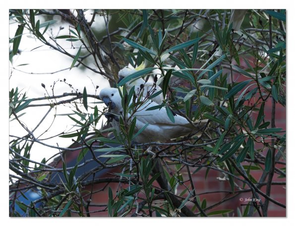 Sulphur Crested cockatoos