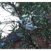 View the image: Sulphur Crested cockatoos