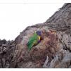 View the image: Rainbow Lorikeet