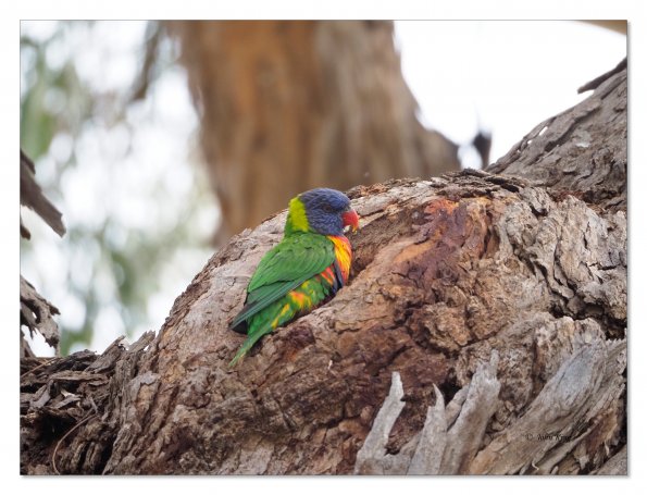 Rainbow Lorikeet