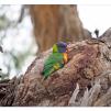 View the image: Rainbow Lorikeet