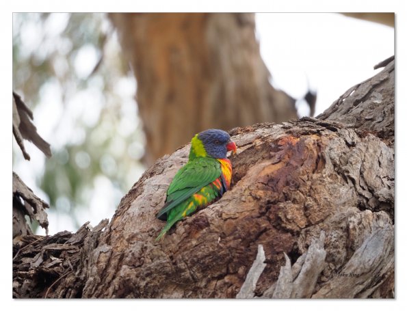 Rainbow Lorikeet