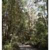 View the image: Otway Fly canopy and forest floor walk