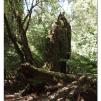 View the image: Otway Fly canopy and forest floor walk