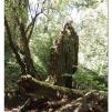 View the image: Otway Fly canopy and forest floor walk