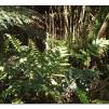 View the image: Otway Fly canopy and forest floor walk