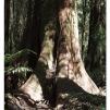 View the image: Otway Fly canopy and forest floor walk