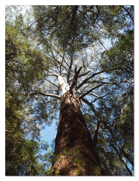 Otway Fly canopy and forest floor walk