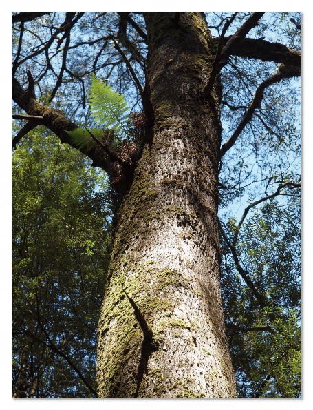 Otway Fly canopy and forest floor walk