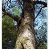 View the image: Otway Fly canopy and forest floor walk