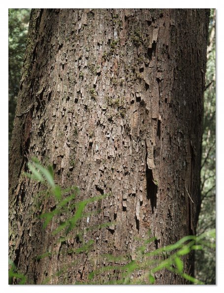 Otway Fly canopy and forest floor walk
