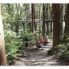 View the image: Otway Fly canopy and forest floor walk
