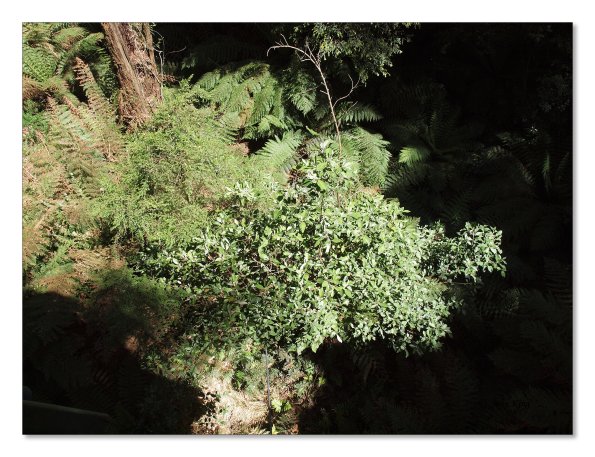 Otway Fly canopy and forest floor walk