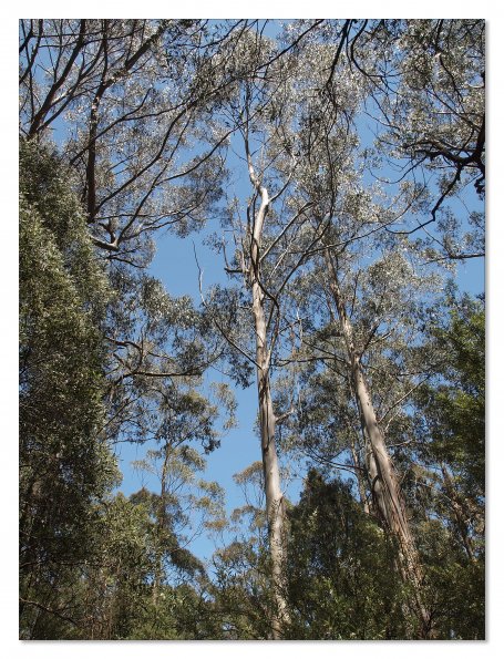Otway Fly canopy and forest floor walk