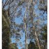 View the image: Otway Fly canopy and forest floor walk