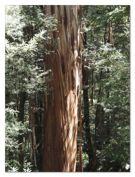 Otway Fly canopy and forest floor walk