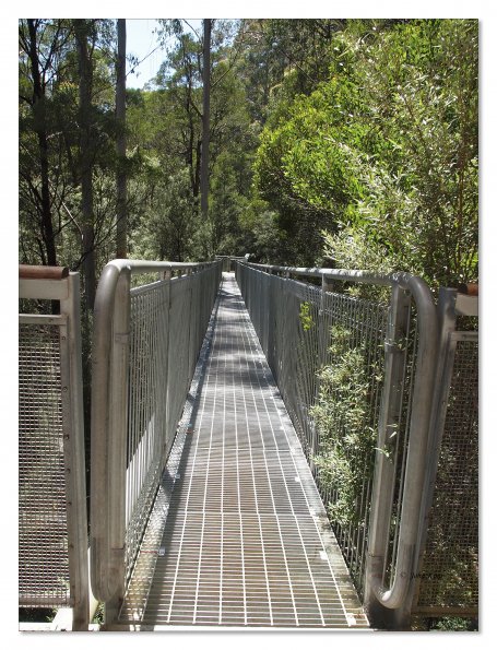 Otway Fly canopy and forest floor walk
