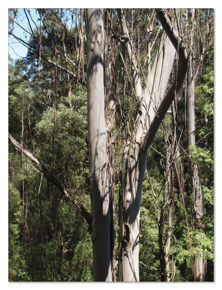 Otway Fly canopy and forest floor walk
