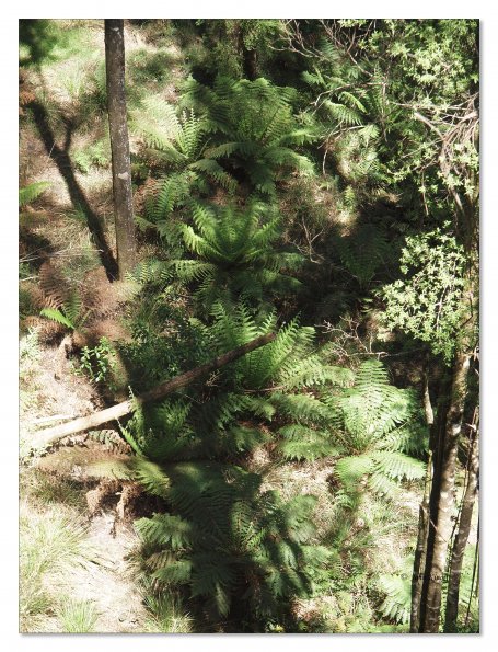 Otway Fly canopy and forest floor walk