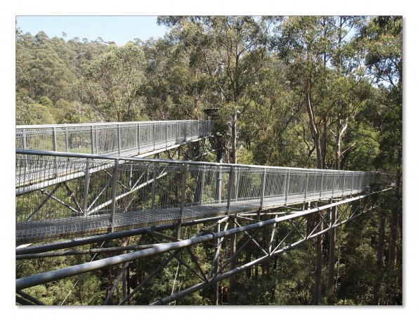 Otway Fly canopy and forest floor walk