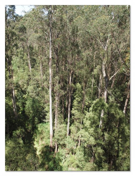 Otway Fly canopy and forest floor walk