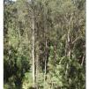 View the image: Otway Fly canopy and forest floor walk