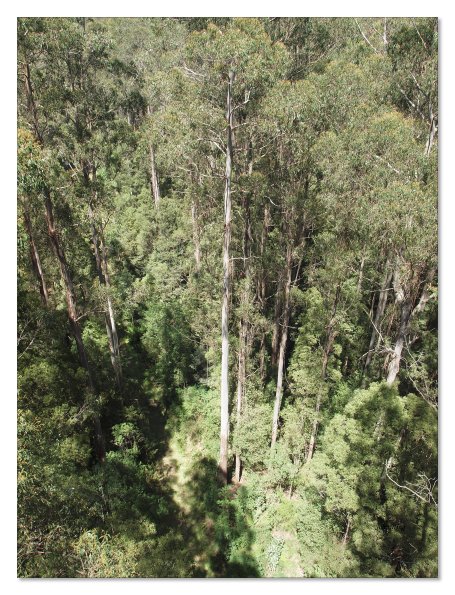 Otway Fly canopy and forest floor walk