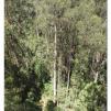 View the image: Otway Fly canopy and forest floor walk