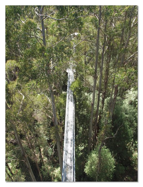 Otway Fly canopy and forest floor walk