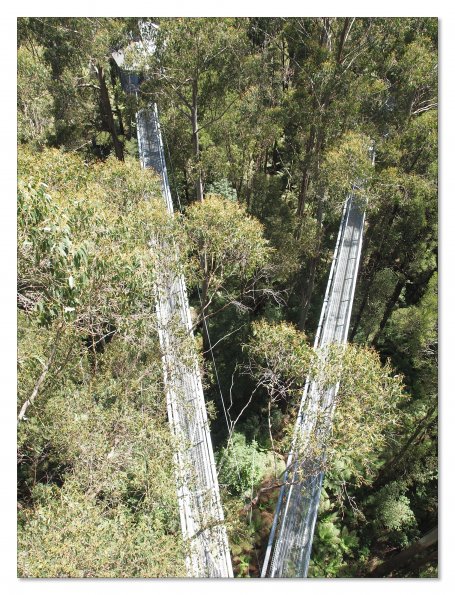 Otway Fly canopy and forest floor walk