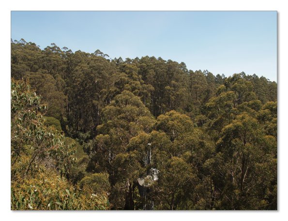 Otway Fly canopy and forest floor walk