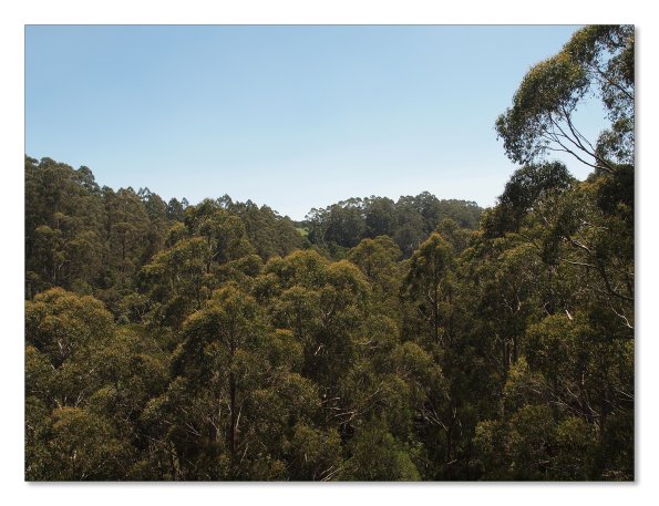 Otway Fly canopy and forest floor walk