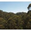 View the image: Otway Fly canopy and forest floor walk