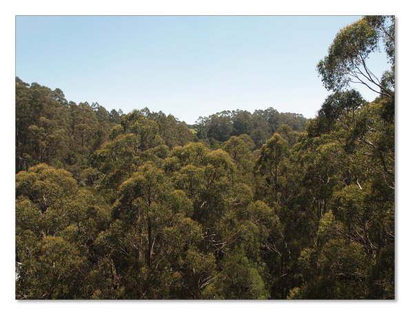 Otway Fly canopy and forest floor walk