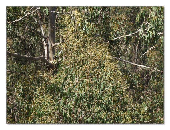Otway Fly canopy and forest floor walk