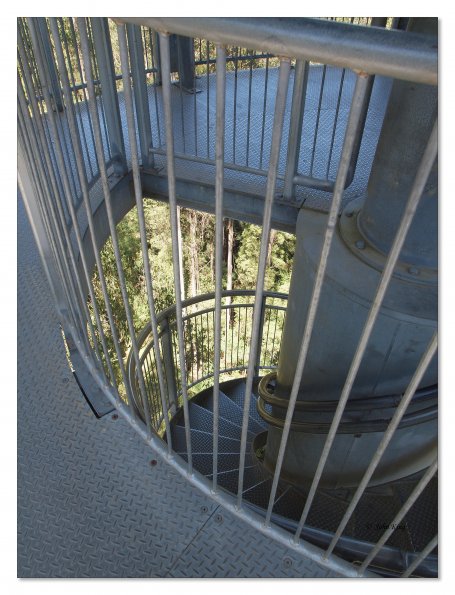 Otway Fly canopy and forest floor walk