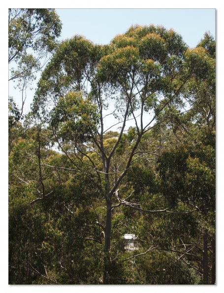 Otway Fly canopy and forest floor walk