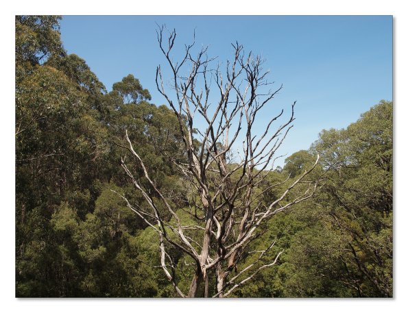 Otway Fly canopy and forest floor walk